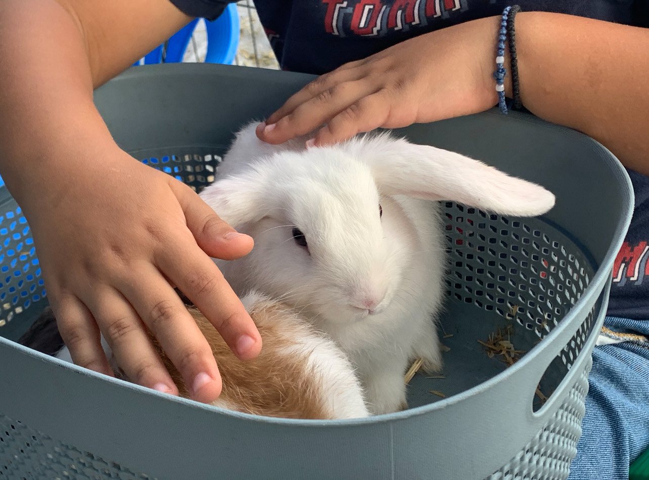 White rabbit being gently patted in a basket at a petting zoo